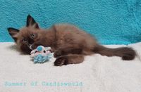 Candisworld Kittens Candis 2020 (12)