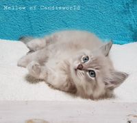 Candisworld Kittens Candis 2020 (13)
